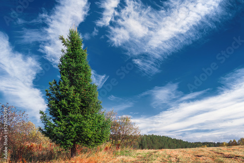 Spruce in a field in autumn
