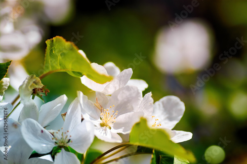 White flowers of an apple tree close-up