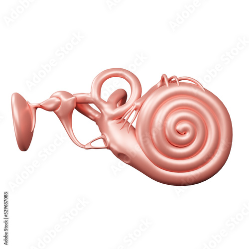 Ear anatomy  photo