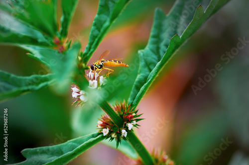 Insect - hoverfly on a leaf