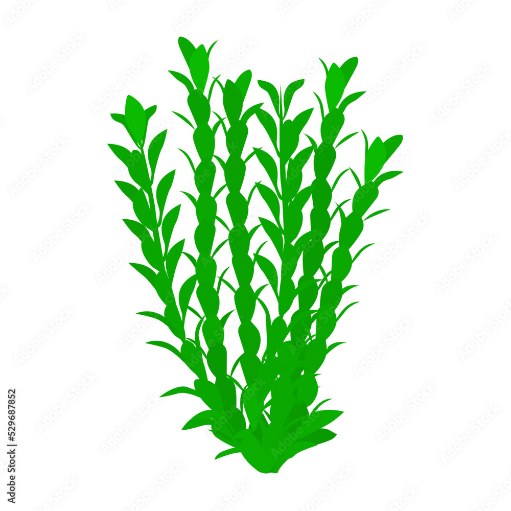Fototapeta premium Seaweed. Isolated on white background.Collection of different aquatic plants. Vector illustration