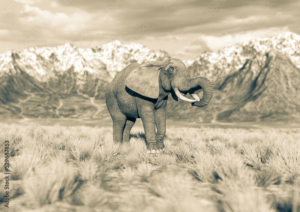 Fototapeta premium african elephant is eating in plains and mountains side view with copy space