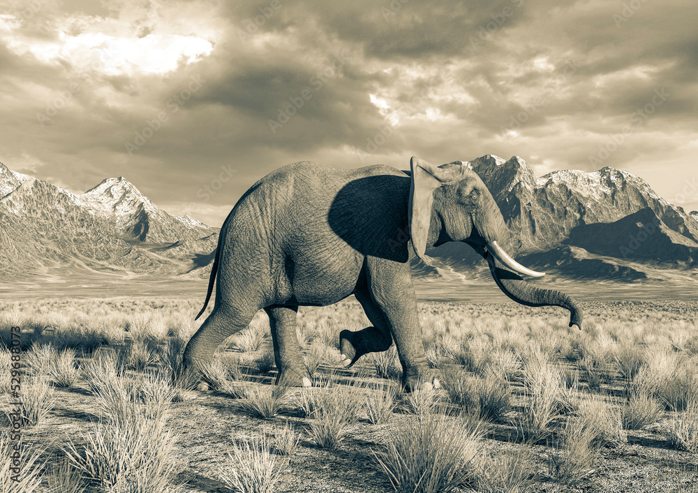Fototapeta premium african elephant is walking fast in plains and mountains side view