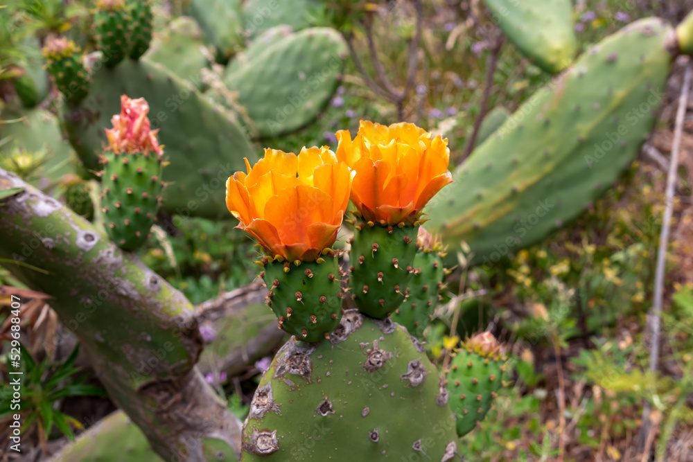 Close up view on prickly pear cactus plant with blossoming orange flowers. Blurred view on Roque de la Fortaleza in Teno mountain range, Tenerife, Canary Islands, Spain, Europe. Hiking trail to Masca Close up view on prickly pear cactus plant with blossoming orange flowers. Blurred view on Roque de la Fortaleza in Teno mountain range, Tenerife, Canary Islands, Spain, Europe. Hiking trail to Masca