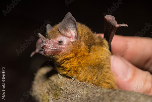 Yellow-throated Big-eared Bat Caught Mist Netting in Calakmul Biosphere Reserve, Mexico.
