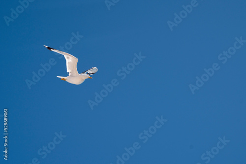Wallpaper Mural seagull in flight Torontodigital.ca