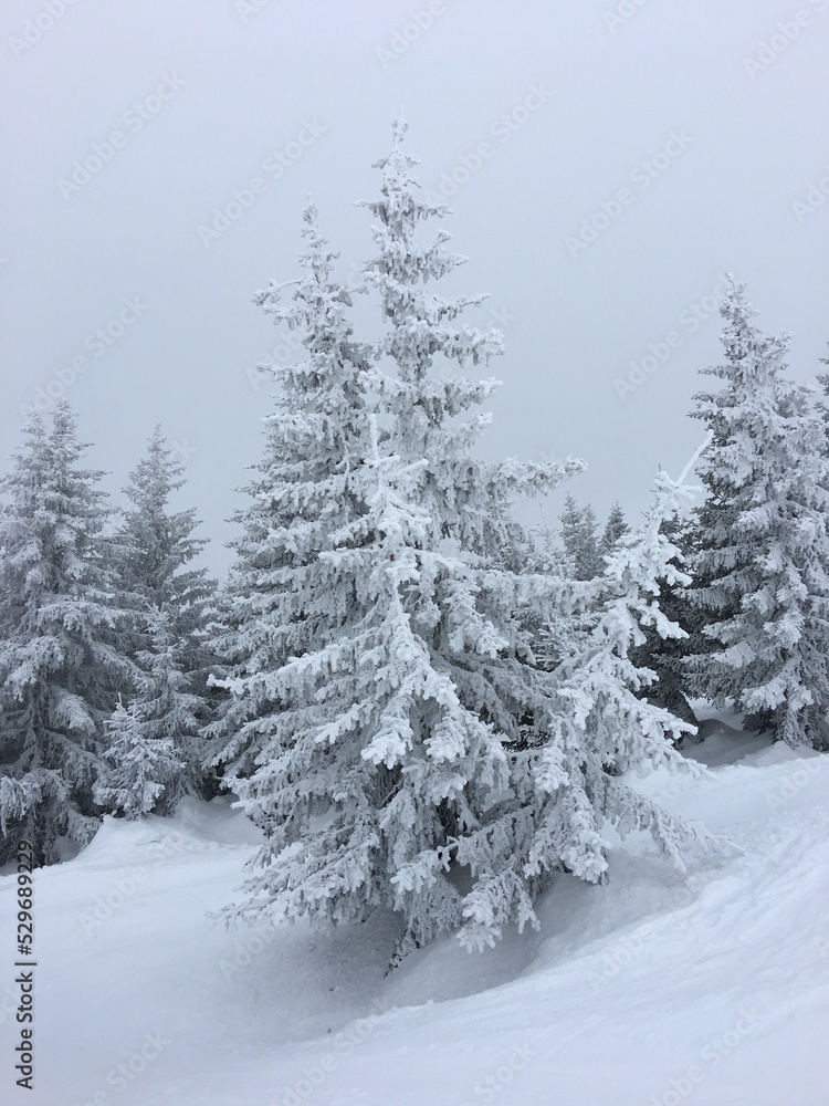 Un sapin après une tempête de neige Un sapin après une tempête de neige