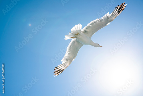 Wallpaper Mural seagull in flight Torontodigital.ca