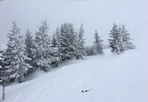 Sapins sous la neige