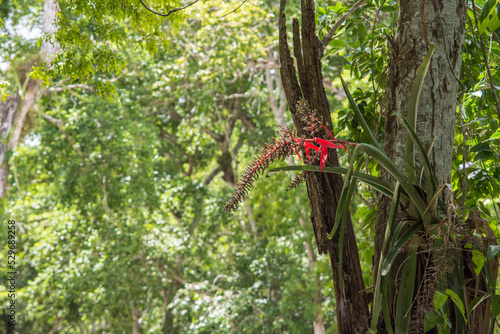 Vase Bromeliad with Red Inflorescence in Calakmul Biosphere Reserve, Mexico. photo