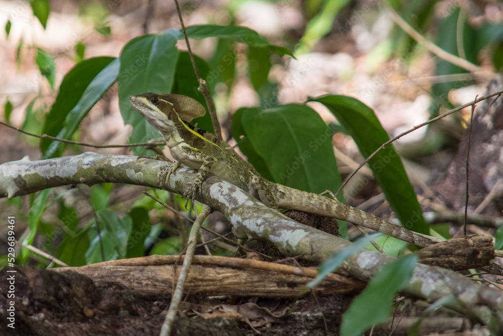 Male Brown Basilisk on a Branch in Calakmul Biosphere Reserve, Mexico. Male Brown Basilisk on a Branch in Calakmul Biosphere Reserve, Mexico.