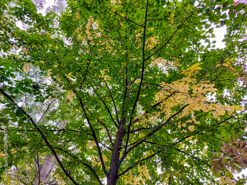 A large autumn tree with green and yellow leaves. A huge lime tree in the forest