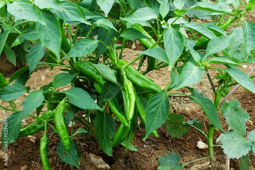 fresh organic green chili pepper or chillies on plant in garden ready for harvesting