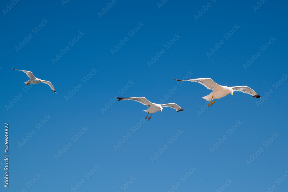Obraz premium seagulls in flight against blue sky