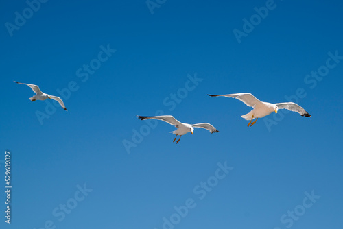 Wallpaper Mural seagulls in flight against blue sky Torontodigital.ca