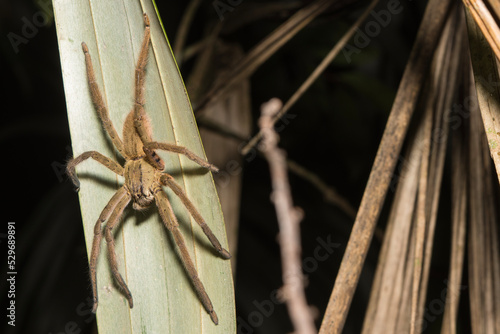 Fotografija Adult Male Tiger Bromeliad Spider Waiting in Ambush on the Underside of a Leaf in Calakmul Biosphere Reserve, Mexico