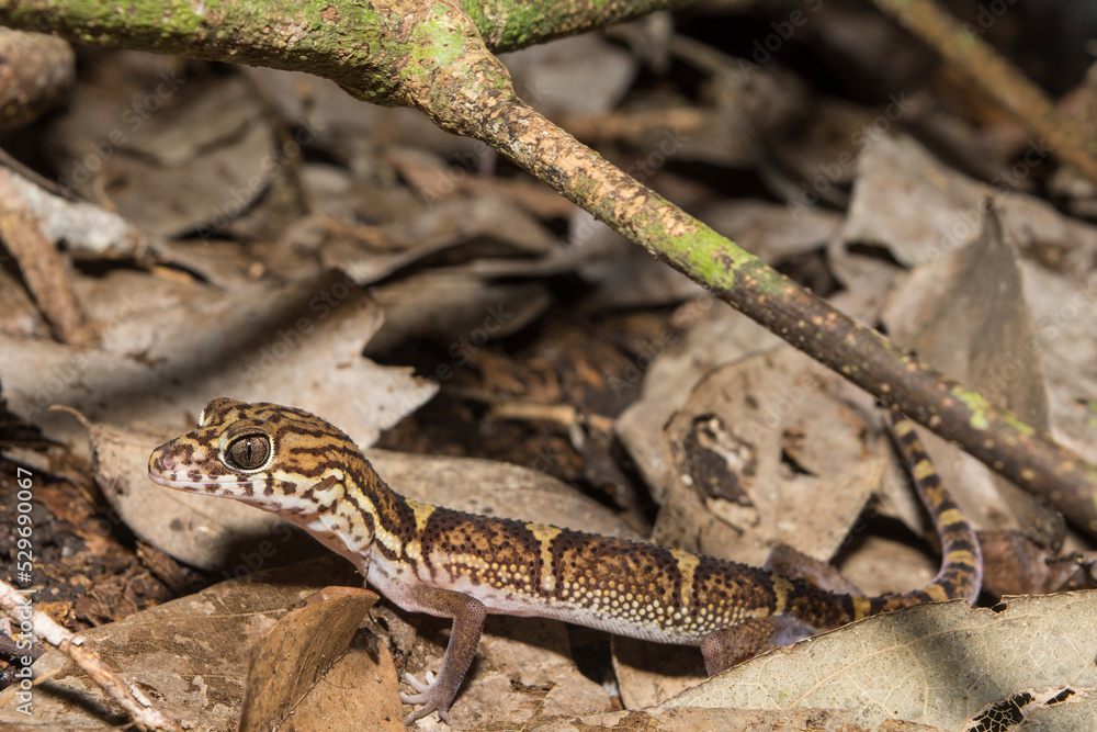 Yucatán Banded Gecko in Calakmul Biosphere Reserve, Mexico. Yucatán Banded Gecko in Calakmul Biosphere Reserve, Mexico.
