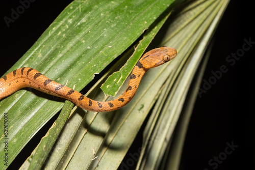 Принти на полотні Small-Spotted Cat-eyed Snake in Calakmul Biosphere Reserve, Mexico