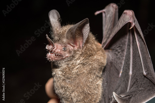 Fringe-lipped Bat Caught Mist Netting in Calakmul Biosphere Reserve, Mexico.