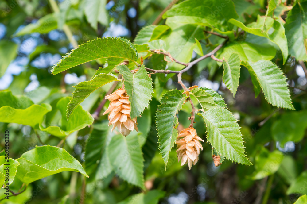 European hornbeam tree branch with seed heads and leaves in the summer, Carpinus betulus European hornbeam tree branch with seed heads and leaves in the summer, Carpinus betulus