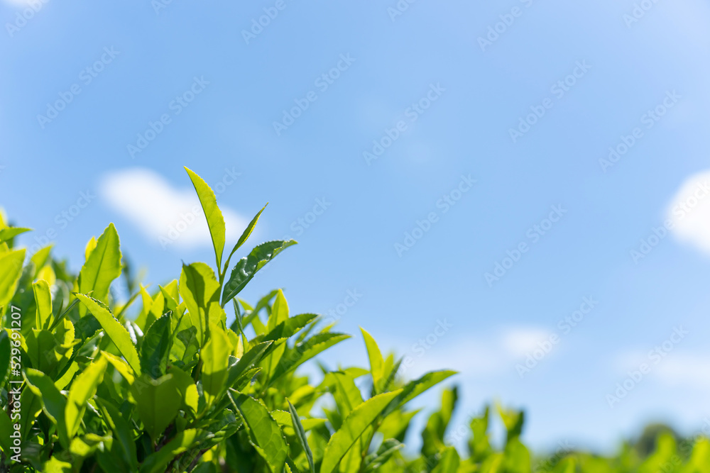茶畑・茶葉 茶畑・茶葉