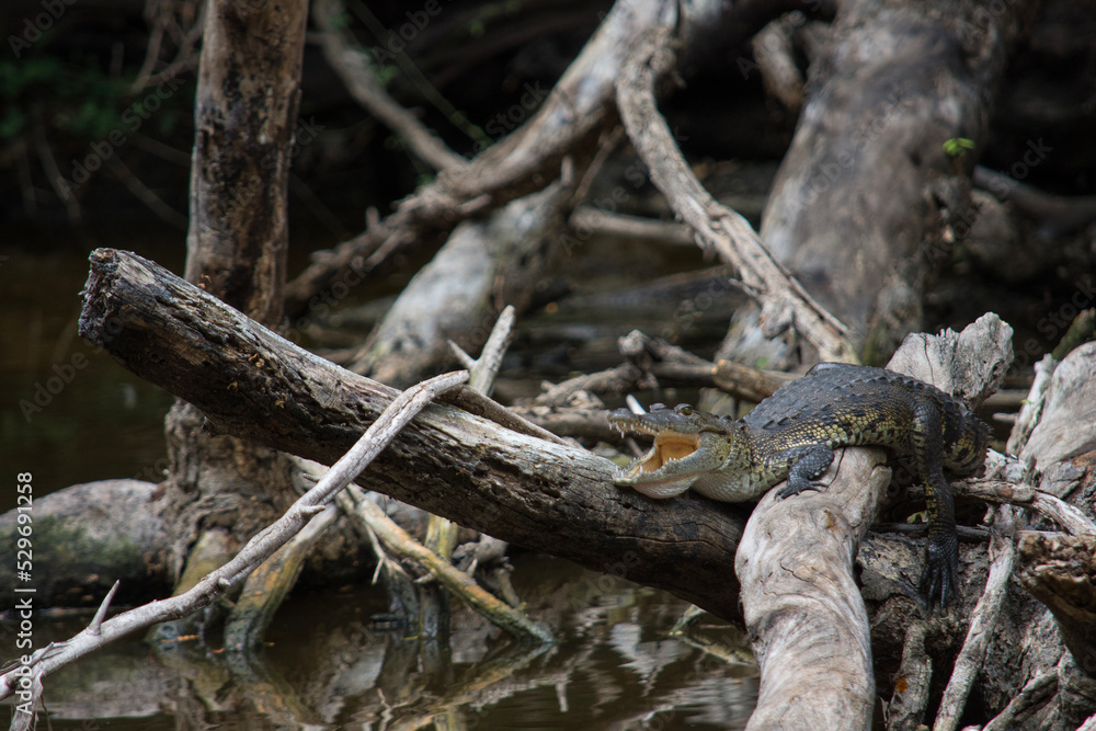 Ghost Anole in Calakmul Biosphere Reserve, Mexico. Ghost Anole in Calakmul Biosphere Reserve, Mexico.