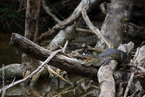 Ghost Anole in Calakmul Biosphere Reserve, Mexico.