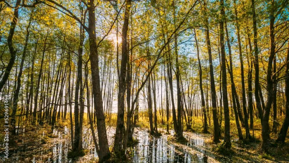 4K Forest Trees Woods Standing In Flood Water After Autumn Rains. Beautiful autumn landscape TimeLapse Time-Lapse. Sun Shining During Sunny Sunset Evening. 4K Forest Trees Woods Standing In Flood Water After Autumn Rains. Beautiful autumn landscape TimeLapse Time-Lapse. Sun Shining During Sunny Sunset Evening.
