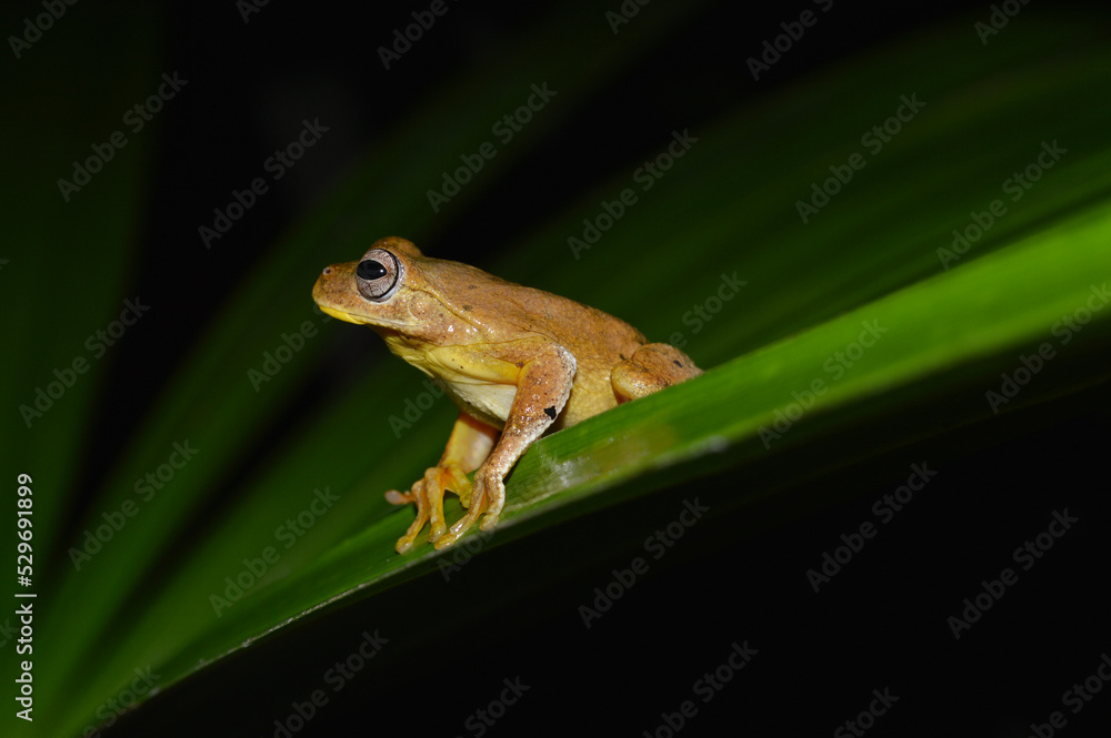 Obraz premium Mahogany Tree Frog Perched on a Leaf in Calakmul Biosphere Reserve, Mexico.
