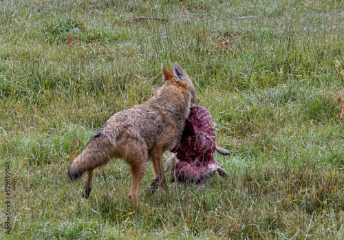 Coyote with Carcass photo