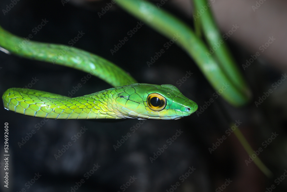 Parrot Snake in Calakmul Biosphere Reserve, Mexico. Parrot Snake in Calakmul Biosphere Reserve, Mexico.