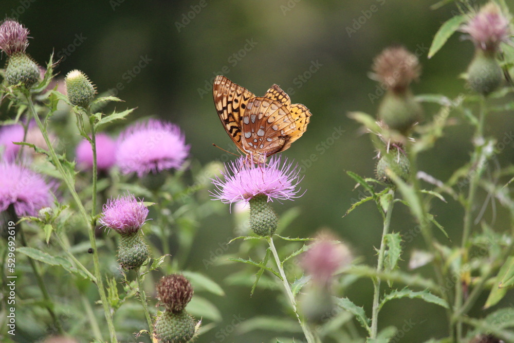 butterfly on thistle butterfly on thistle