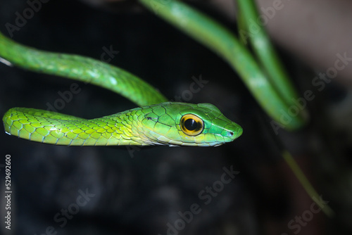 Parrot Snake in Calakmul Biosphere Reserve, Mexico.