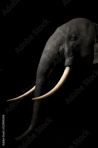 Slika na platnu Portrait of an elephant with dark background