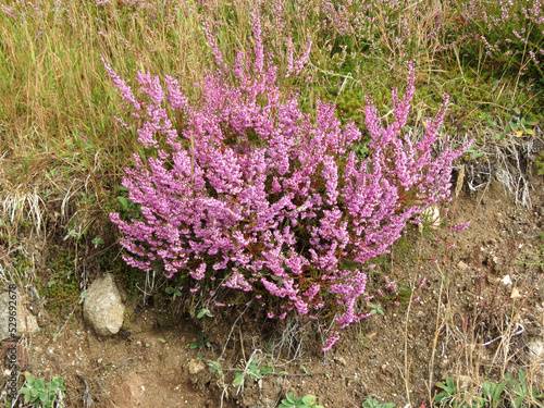 Bruyère en fleur