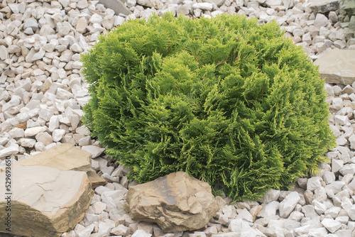 Eastern White Cedar or American Arbovitae in Latin Thuja Occidentalis Danica cultivar. Round coniferous detail. Tree planted in white stones. Leaves do not fall during winter. photo