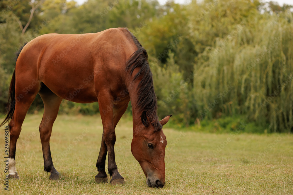 the horse bowed its head down and nibbling grass in the meadow in autumn the horse bowed its head down and nibbling grass in the meadow in autumn