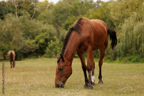 horse nibbling grass walking pasture in autumn