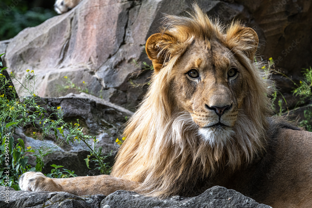Obraz premium Male Lion (Panthera leo) Resting