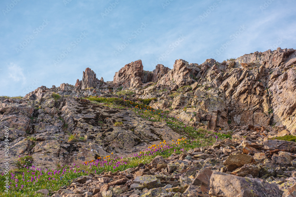 Colorful high mountain landscape with orange trollius flowers and green grasses on sharp rocks in bright sun. Many vivid flowers on rocky mountains in sunlight under cloudy sky in changeable weather.