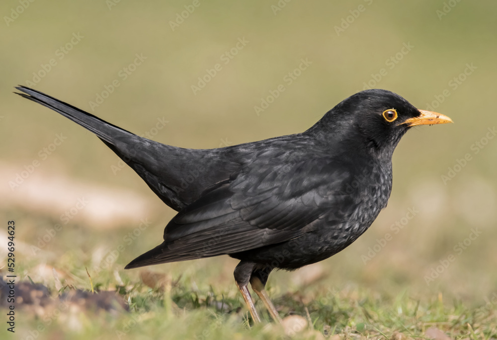 Amsel auf der sonnigen Wiese Amsel auf der sonnigen Wiese