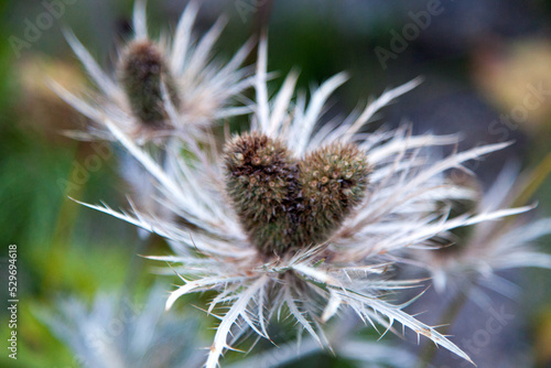 Heart shaped flower