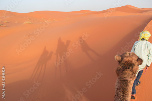 Camel Caravan in the Sand Dunes of Erg Chebbi, Sahara Desert, Morocco.