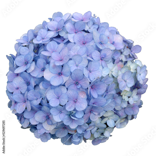 Photos Blue Hydrangea Flower Bouquet