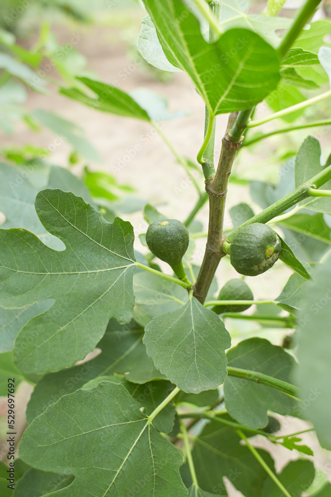 Fototapeta premium Ripe fig fruits in the canopy of the tree
