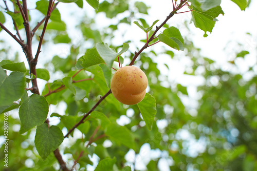 Ripe organic apricots hanging on a apricot tree. Close up.