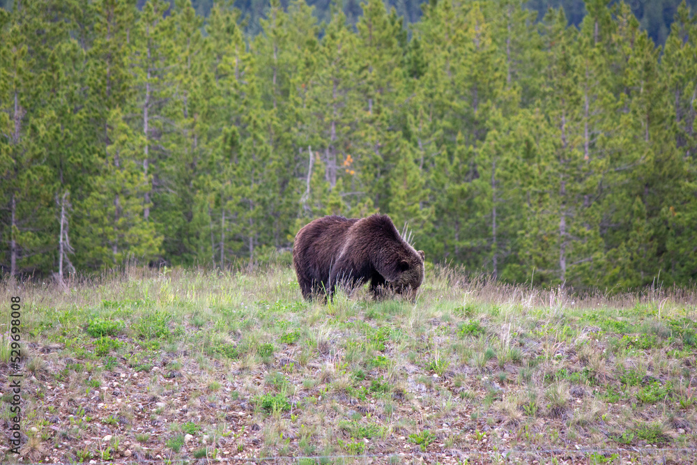 Grizzly Bear Grizzly Bear