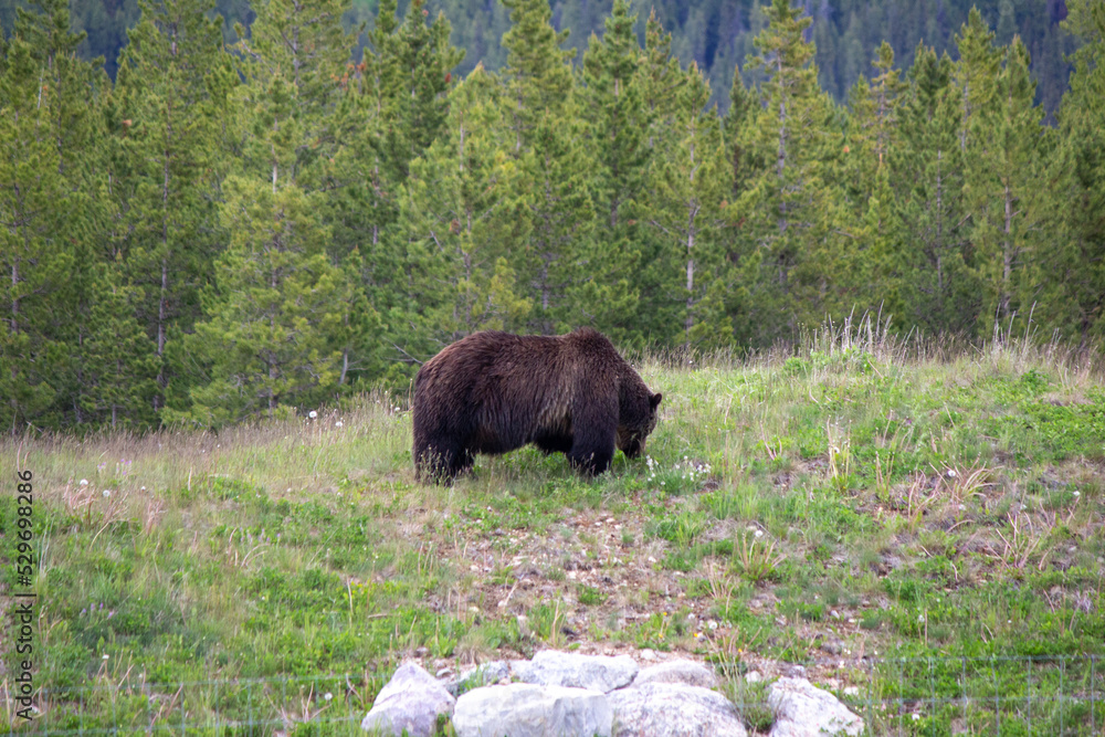 Grizzly Bear Grizzly Bear