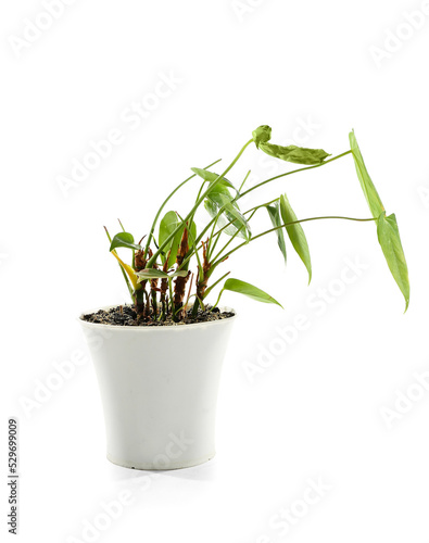 Wilted houseplant in pot on white background