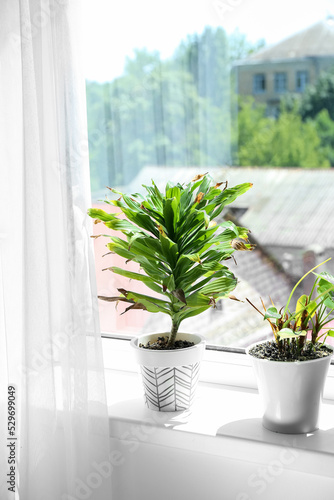 Wilted houseplants on windowsill in room